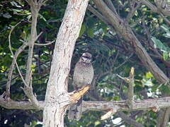 Long-tailed Mockingbird