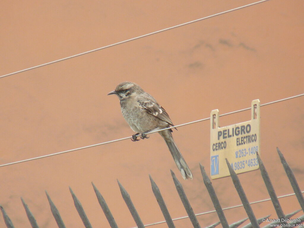 Long-tailed Mockingbird