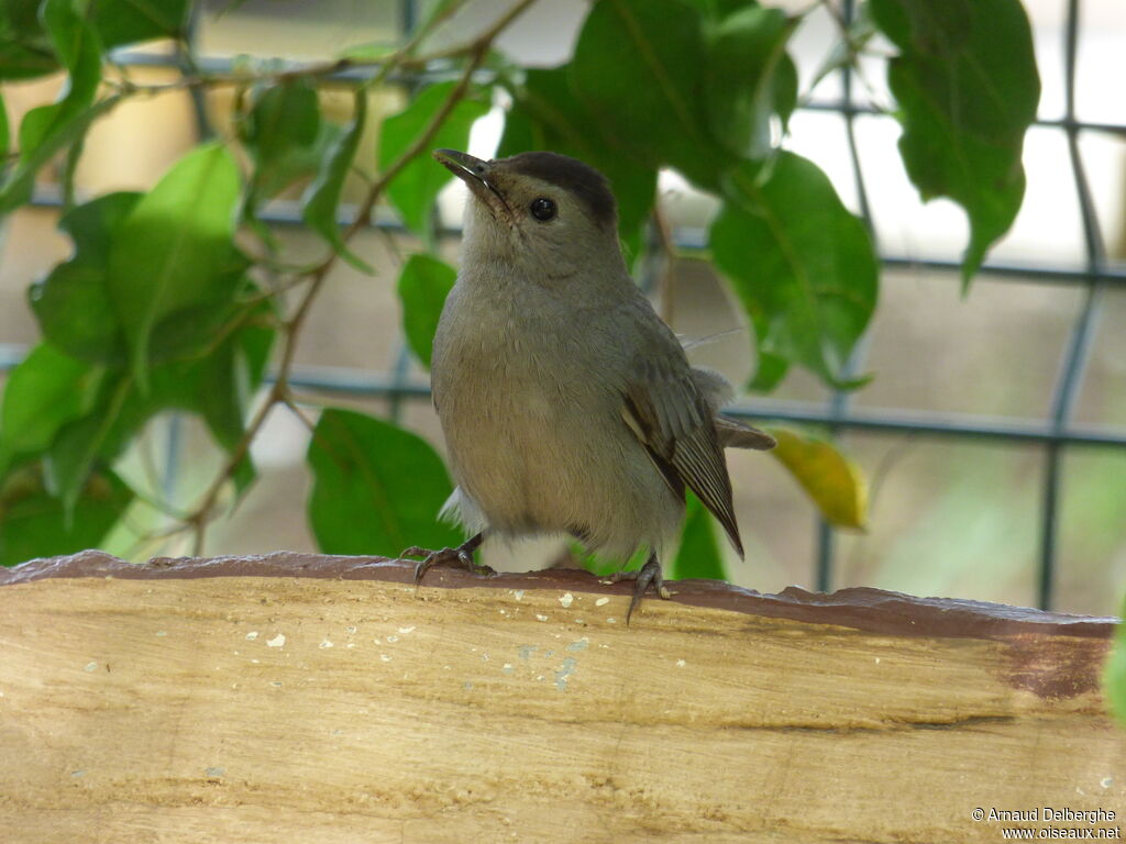 Grey Catbird