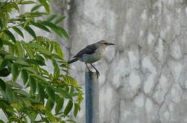 Tropical Mockingbird