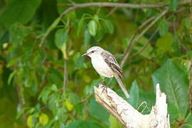 Tropical Mockingbird