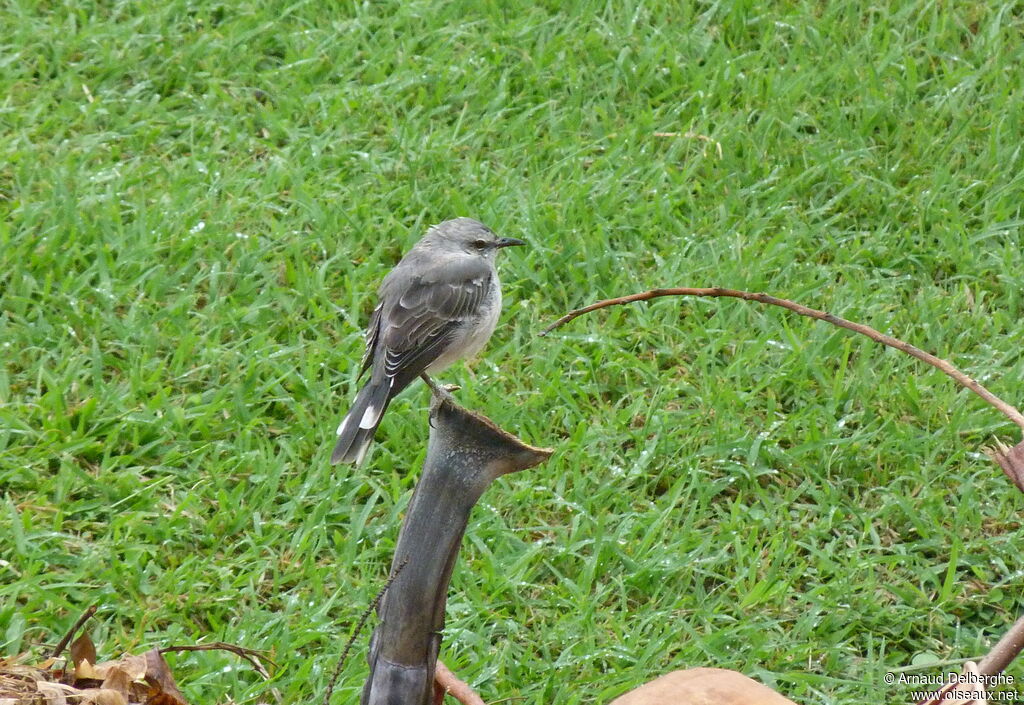 Tropical Mockingbird