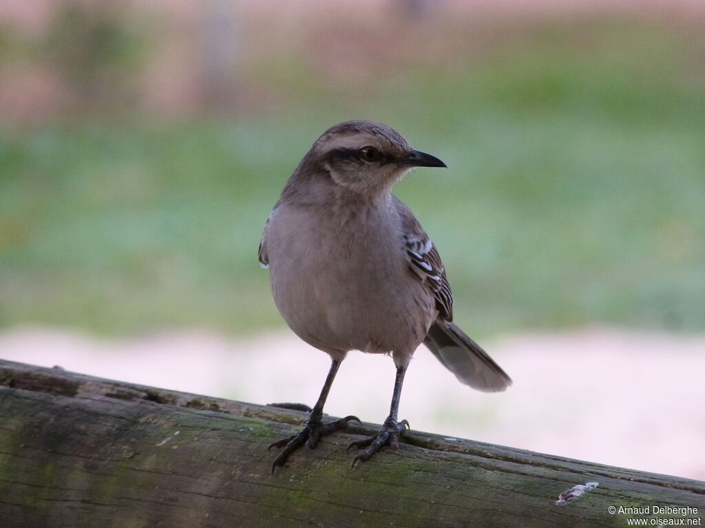 Chalk-browed Mockingbird