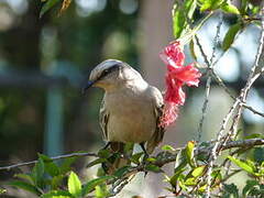 Chalk-browed Mockingbird