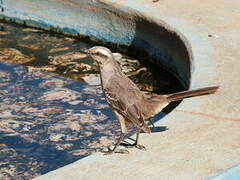 Chalk-browed Mockingbird