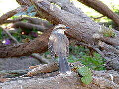 Chalk-browed Mockingbird