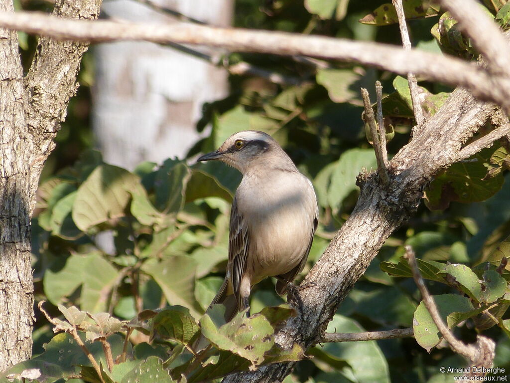 Chalk-browed Mockingbird