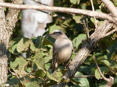 Chalk-browed Mockingbird