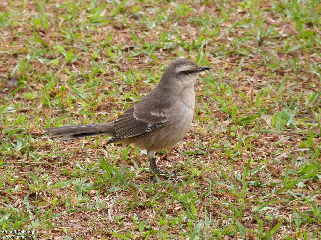 Chalk-browed Mockingbirdimmature, identification