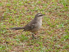 Chalk-browed Mockingbird