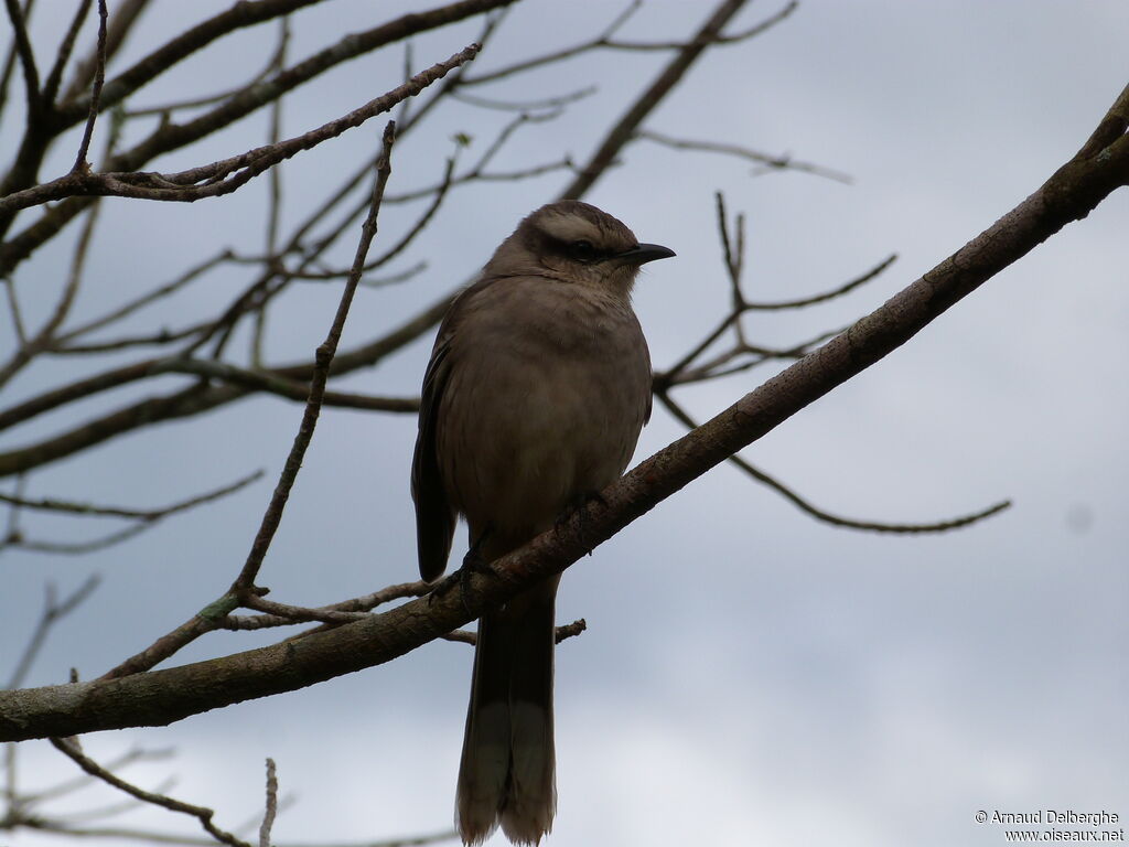 Chalk-browed Mockingbird