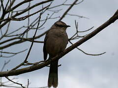 Chalk-browed Mockingbird