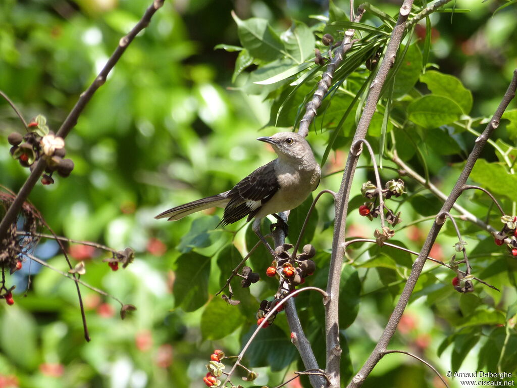 Northern Mockingbird