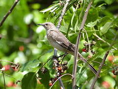 Northern Mockingbird