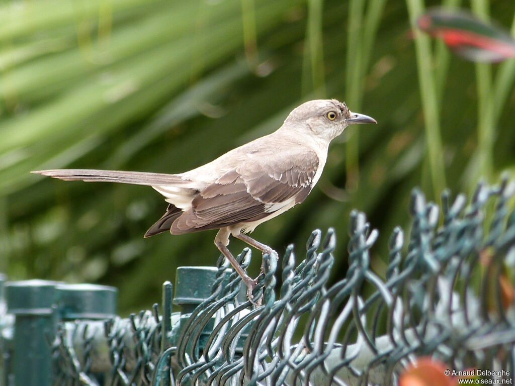 Northern Mockingbird