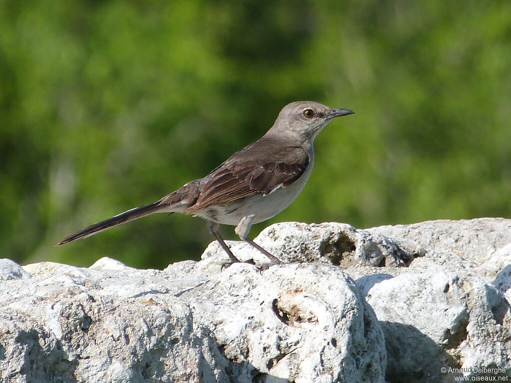 Northern Mockingbird