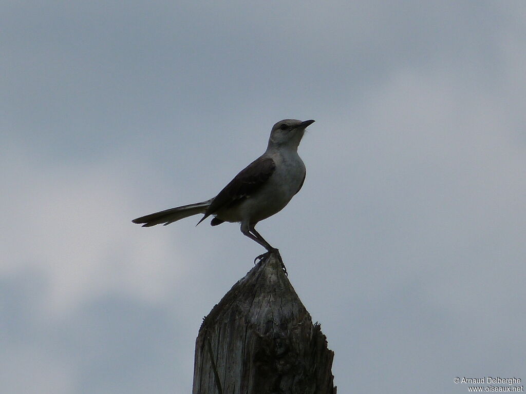 Northern Mockingbird