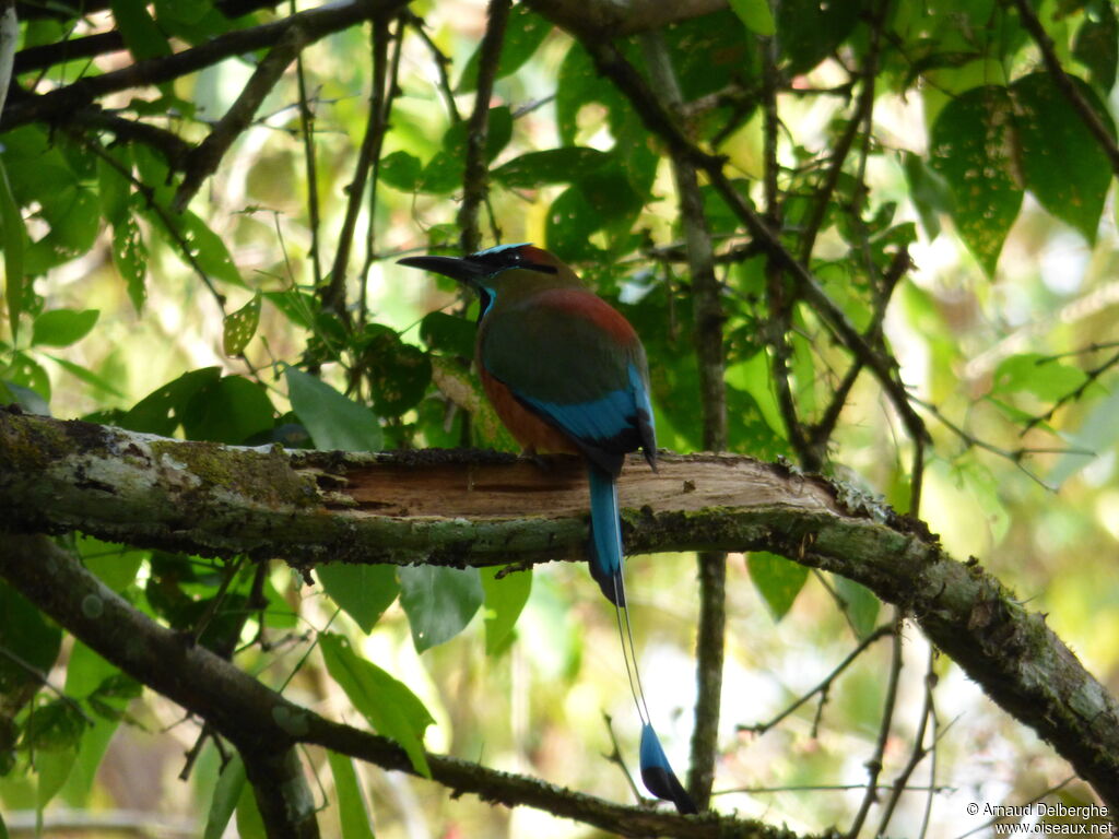 Motmot à sourcils bleus