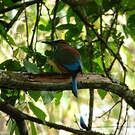 Motmot à sourcils bleus