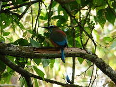 Motmot à sourcils bleus