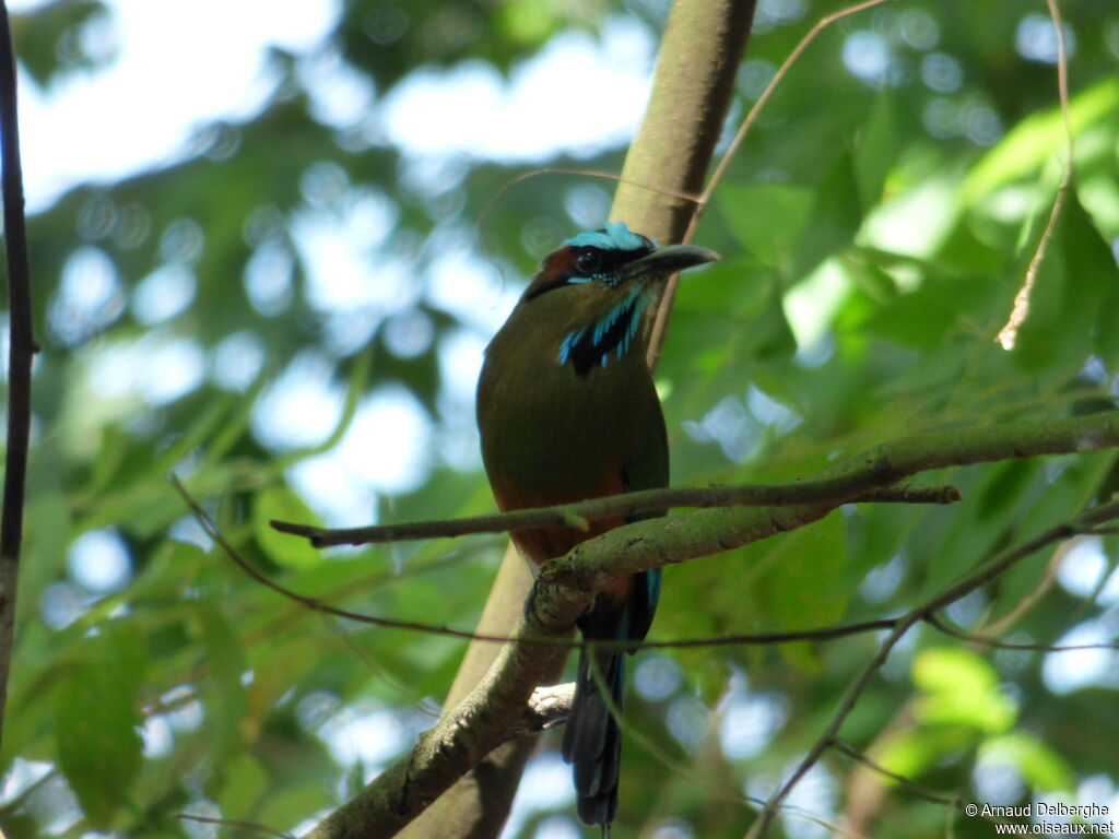 Motmot à sourcils bleus