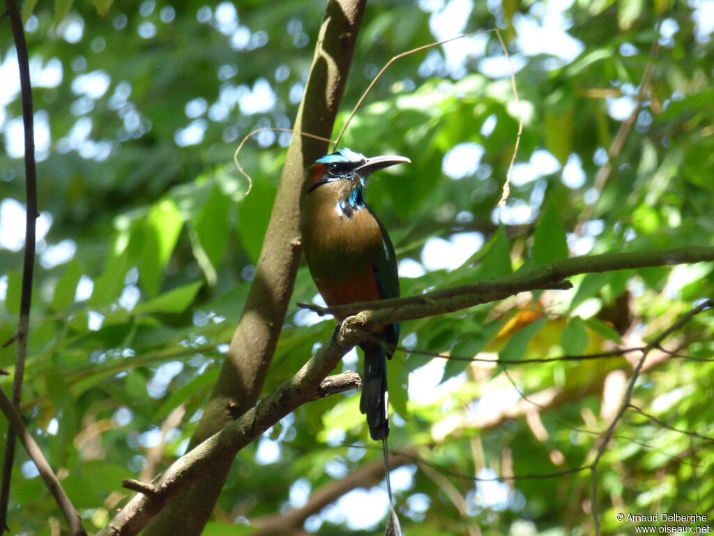 Turquoise-browed Motmot