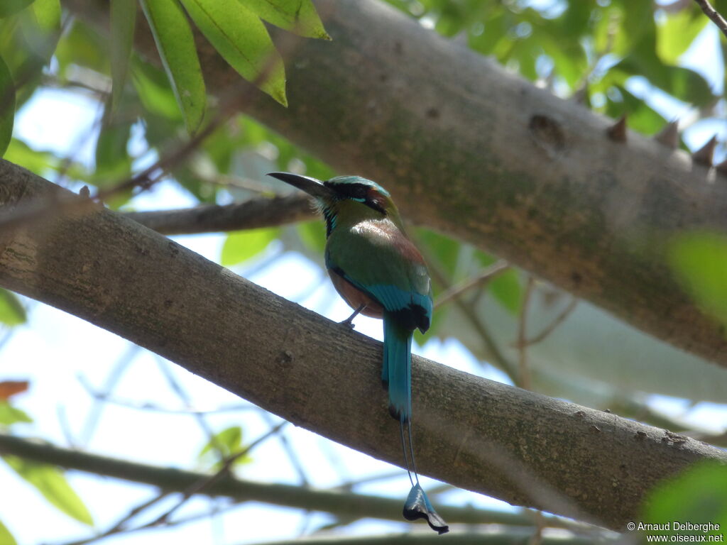 Turquoise-browed Motmot