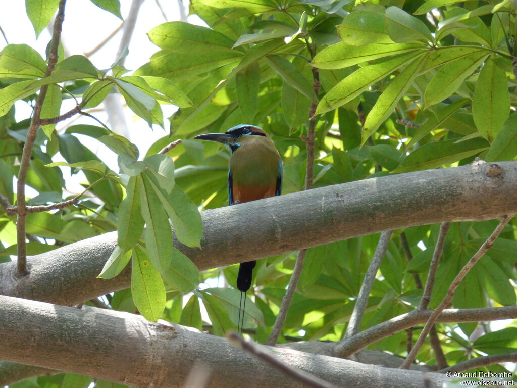 Motmot à sourcils bleus