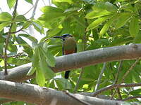 Motmot à sourcils bleus