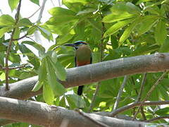 Turquoise-browed Motmot