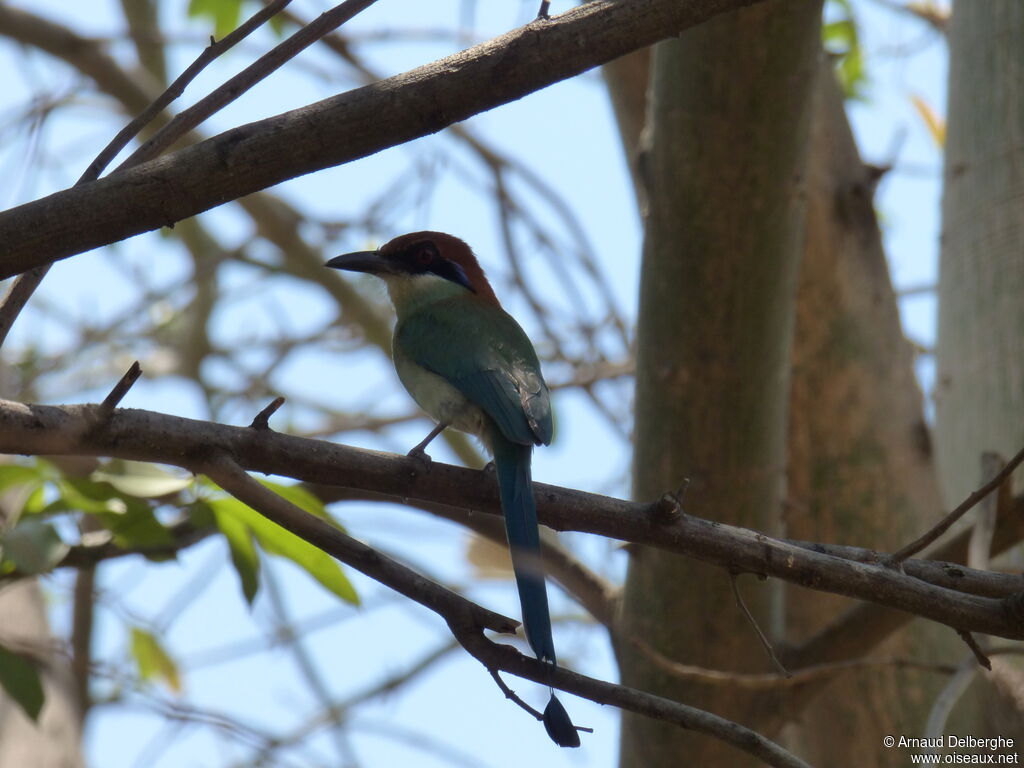 Russet-crowned Motmot