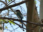 Motmot à tête rousse