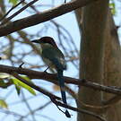 Motmot à tête rousse