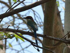 Motmot à tête rousse