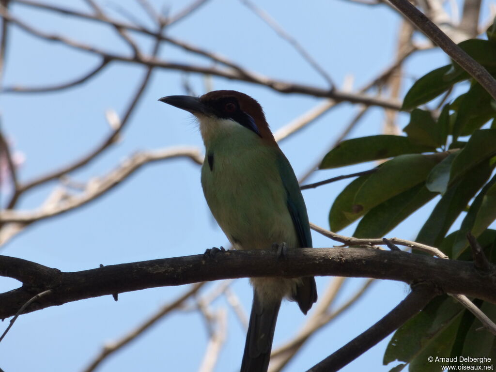 Russet-crowned Motmot