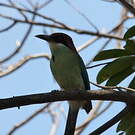 Motmot à tête rousse