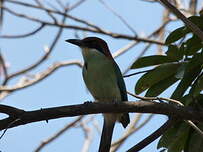 Motmot à tête rousse