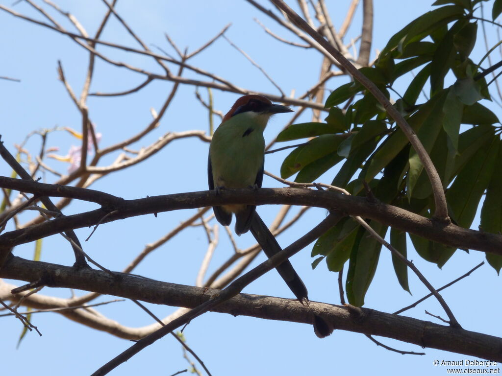 Russet-crowned Motmot