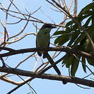 Motmot à tête rousse