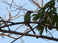 Motmot à tête rousse