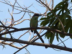 Russet-crowned Motmot