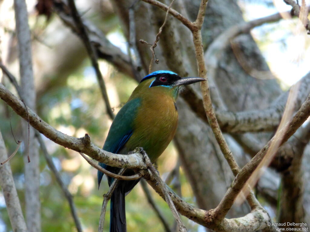 Motmot de Lesson