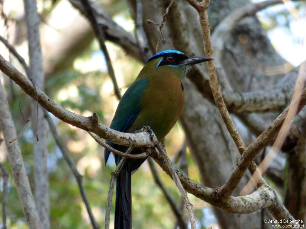 Motmot de Lesson