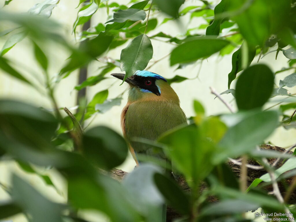 Motmot houtouc