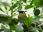 Motmot houtouc