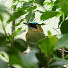 Motmot houtouc