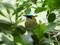 Amazonian Motmot