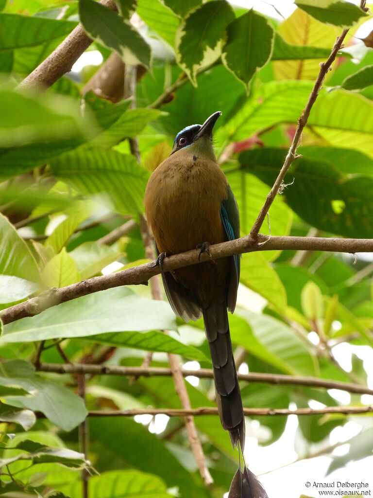 Motmot houtouc