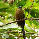 Motmot houtouc