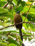 Motmot houtouc